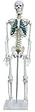 Anatomie Modell Skelett mit Nerven und Arterien Körper Mensch Medizin Skeleton Menschliches Skelett verkleinert 87 cm mit Ständer Anatomy Menschen medmod