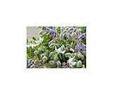 Seeds & Plants Shop by Ipsa