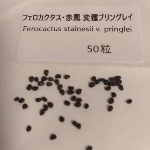 観葉植物 フェロカクタス」の人気商品一覧 | 安い商品を通販サイトから