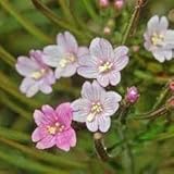 Nuevo Semillas de flores frescas de epilobium parviflorum, 10 Uds., Aachondra