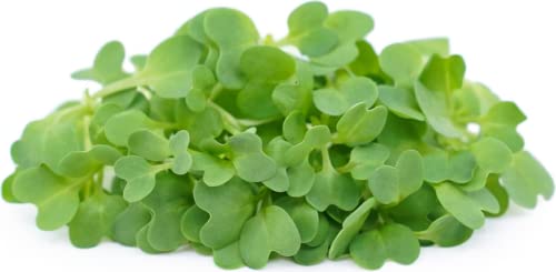 Mustard Cress/Salad Rape - Microgreens Seeds Micro Mustard Cress x 3500 Seeds