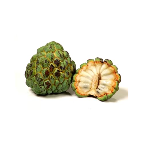 Genérico, Muda de Fruta Do Conde 50 a 80cm AMK - Plantas Online