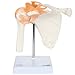 Axis Scientific A-104273 Medical Shoulder Anatomy Model with Functional Ligaments and Removable Base
