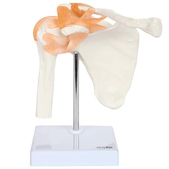 Axis Scientific A-104273 Medical Shoulder Anatomy Model with Functional Ligaments and Removable Base