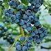 Blueberry Great Garden Fruit Bush 50 Seeds