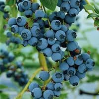 Seed Kingdom Blueberry Great Garden Fruit Bush Bulk 1,500 Seeds