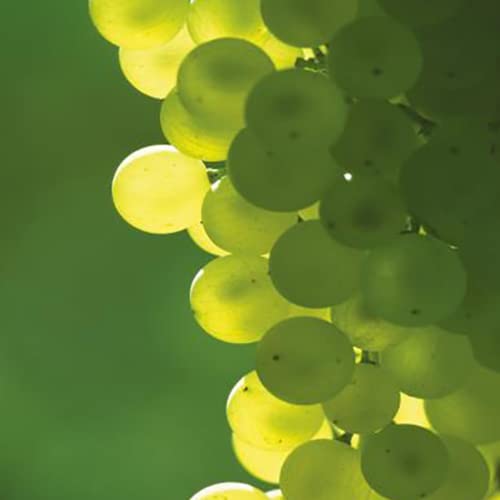 ジェラス 10年 アルマニャック 700ml