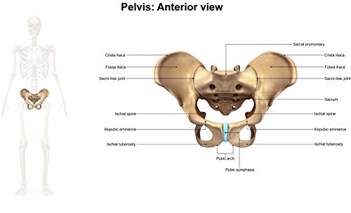 Image of Samsonite SA5454 Ergonomic Soft Seat Cushion with 100% Pure Memory Foam