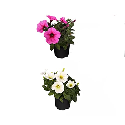 DECOALIVE Plantas Vivaces Petunias Dos Plantas Naturales de Petunia con Flor