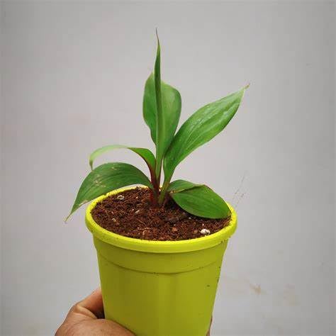 See full amazon price history chart for Cloud Farm Live Plant Rare Dwarf Musa Red Banana Bareroot For Planting High Yield Ornamental All Season (1 Healthy Live Fruit Plant) CF_56 Cloud Farm Live Plant Rare Dwarf Musa Red Banana Bareroot For Planting High Yield Ornamental All Season (1 Healthy Live Fruit Plant) CF_56 (B0BDXP61TM) Amazon Price History, Amazon Price Tracker