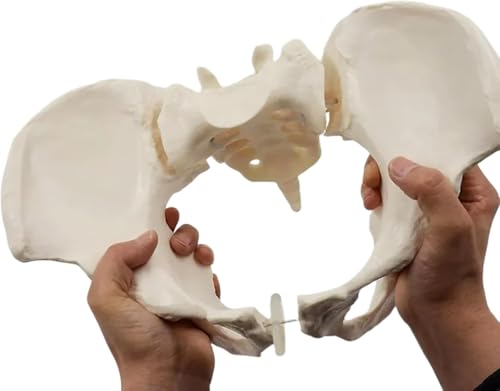 Modello Flessibile Grandezza Naturale Bacino Femminile Modello Educativo Medico Bacino Femminile può Piegare Modello Anatomico Pelvico Dell'osso Iliaco Umano Strumento Educativo per Ostetrica