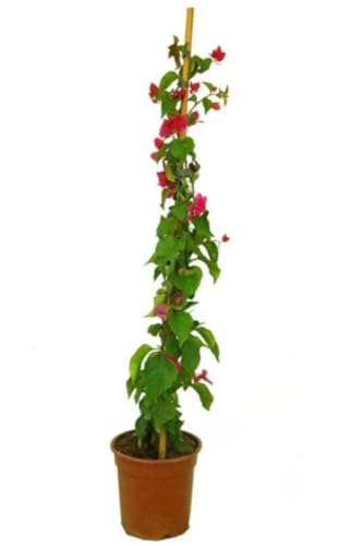 Planta natural Buganvilla MORADA, Bougainvillea 90-100 cm. Planta trepadora vigorosa de vivos colores, resistente al sol, ideal para muros y pérgolas. Segura Garden.