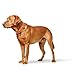 HUNTER CANNES Hundehalsband, Leder, Nappaleder, weich, edel, elegant, 50 (S-M), orange