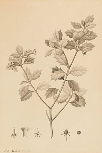 Poster Desfonainia Spinosa par Redouté 50x70 cm toile sans cadre pour décoration murale