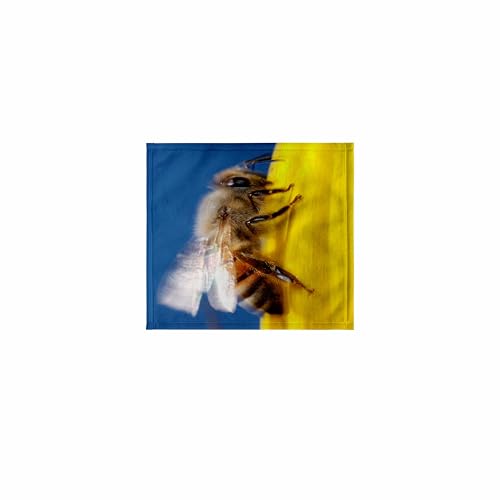 3dRose 11x12 Wash Cloth for Face and Body - USA, California, San Diego, Honey Bee Taking Off. Insects