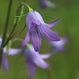 HEIMISCHES WILDPFLANZEN SAATGUT (unbehandelt & samenfest) für den Standort: SONNIG & TROCKEN - für Wildbienen & Schmetterlinge | WILDBLUMENWELT (Rapunzel-Glockenblume | Campanula rapunculus)