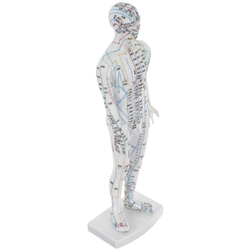 Modelo de acupuntura humana de plástico blanco SHERCHPRY para visualización y formación médica