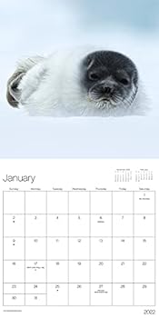 Calendar 2022 Animal Babies Mini Wall Calendar Book