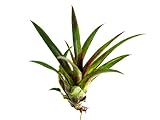 Sprig & Stone Vriesea corcovadensis Bromeliad