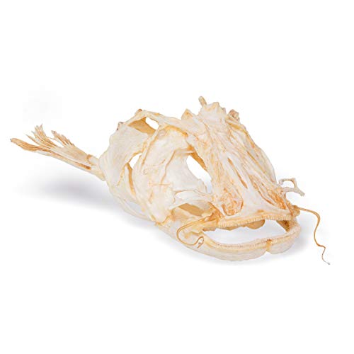 Image of 3B Scientific GmbH T30030 Catfish Skull