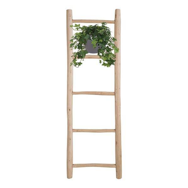Hedera Helix Grün – Gemeiner Efeu – Zimmerpflanze im Hängetopf – Ø17cm – immergrüne Hänge – und Kletterpflanze für Innen – & Außenbereich