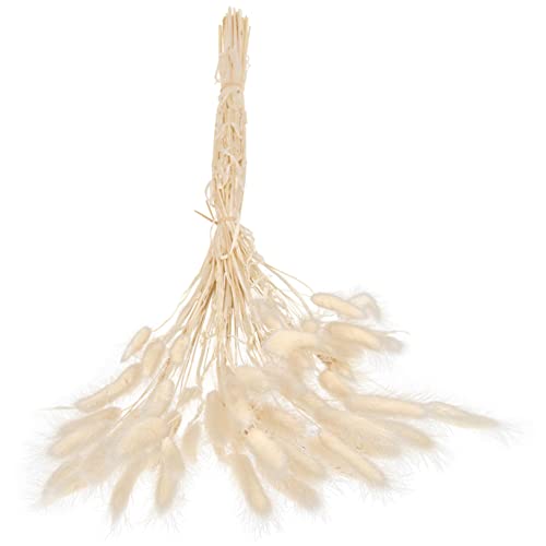 MUSISALY 50pezzi Secca Di Coda Di Coniglio Pianta Secca Della Pampa Essiccata Per Decorazioni Floreali Decorazioni Per Casa Bouquet Da Sposa