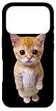 El Gato Meme Sad Crying Cat Munchkin Kitty Meme