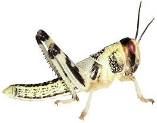Feeders & More - Locusts - Desert Locusts MEDIUM - 50 pieces - Live Food Insects Desert Locusts - Food for Reptiles, Bearded Dragons and Amphibians - Food Insects & Pet Food product image