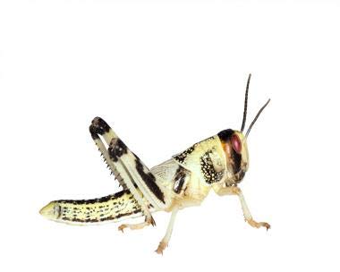 Feeders & More - Heuschrecken - Wüstenheuschrecken MITTEL - 300 Stück - Lebendfutter Insekten...