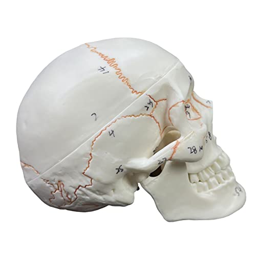 Calavera humana de tamaño medio con tapa extraíble para un estudio anatómico detallado 6