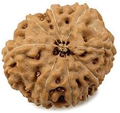 AAA Indonesian Nau Mukhi / Nine Faced Rudraksha Beads