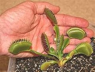 Glamaours Venus Flytrap 10 pk Seeds. Grows Ten Venus Fly Traps - Plants That eat Bugs