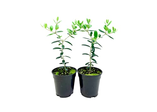 Arbequina Olive Tree | 2 Live 4 Inch Pots | Grow Your Own Olives Indoors