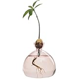 Vase à fleurs d'avocatier clair : la surface du pot d'avocat est lisse et transparente, de sorte que vous pouvez bien observer la progression de la croissance des graines. Si vous ne plantez pas de graines d'avocat, il peut être utilisé comme terrarium pour les plantes d'avocat, les petites coupes de plantes, les bébés de plantes araignées ainsi que comme petits vases en verre pour la décoration de table comme les roses, les tulipes et les orchidées.