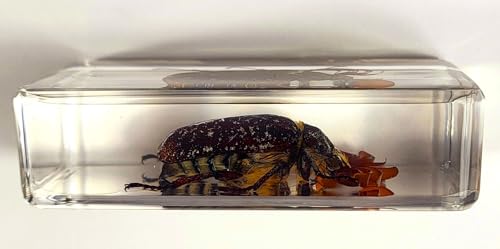 Image of 2.9 inch Real Pine Chafer Eyelash Beetle in Crystal Clear Lucite Resin Paperweight Specimen Preserved Polyphylla Fullo Insect Bug Taxidermy Crafts Collection for Biology Science Education Display Supplies