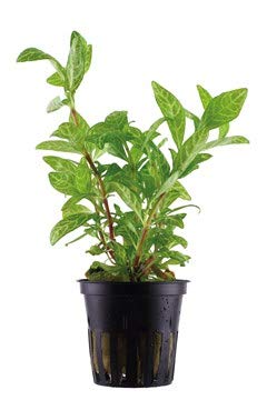 Hygrophila Polysperma Rosanervig 1 Mazzo Piante vive per acquario