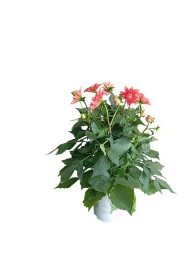 Planta de Dalia Natural Dahlia en Maceta con Flores de Colores Vivos