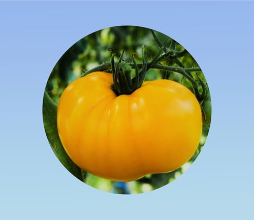 60 graines de tomate BRANDYWINE JAUNE - tomato solanum lycopersicum -
