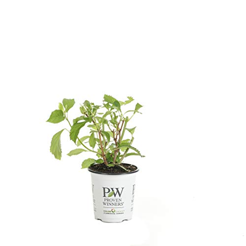 Invincibelle Limetta Smooth Hydrangea, Live Shrub, Green-White Flowers, 4.5 In. Quart #TOP16