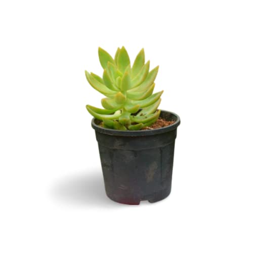 OhhSome Succulent Plant Plastic Live Sedum Adolphii Golden Clump-Forming Compact|Rounded |Balcony|Bedroom|Balcony Garden (Healthy Plant)