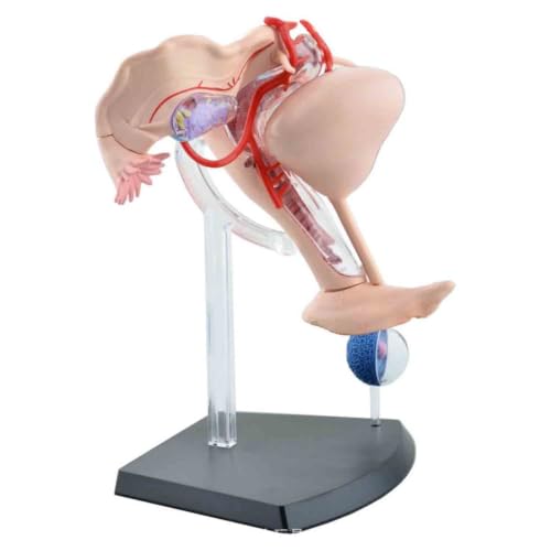 Útero anatómico interactivo para resolver dudas médicas y explicar patologías 8