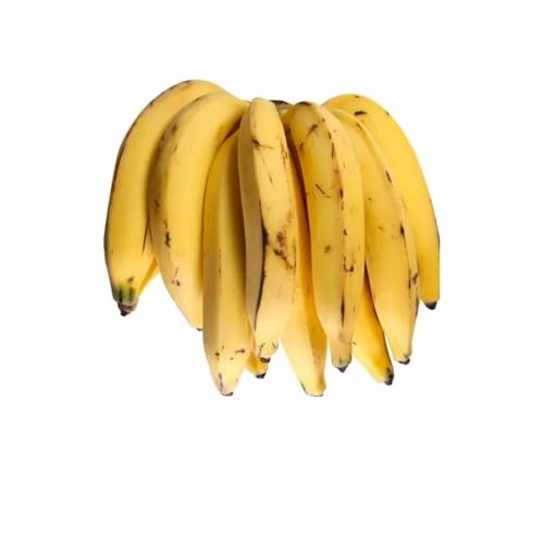 AMK Jardinagem e Paisagismo, Muda de Banana da Terra 20 a 40cm AMK - Plantas Online