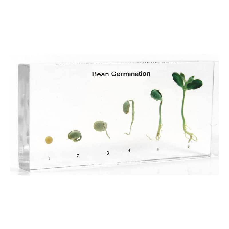 Real Life Specimens of Bean Dicot Root Germination Cycle Kit Embedded in Acrylic With Teacher's Manual For Science Lab Education Perfect for Botany