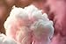 Lux Life All Natural USA Manufactured Cotton Candy Sugar Flavored Floss Sugar for Cotton Candy Machines (4oz, Coconut)