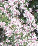100 semillas de flores de Aster Aster Lateriflorus de Lady in Black