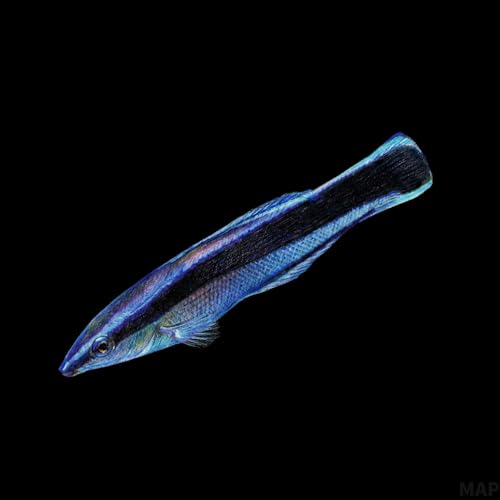 海の中の経済学者：顧客を選び、裏切りを罰する小さな掃除屋の正体