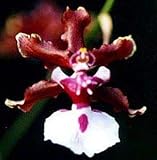 Onc. Sharry Baby 'Chocolate Orchid' Super Fragrant! Easy to Grow! Excellent!