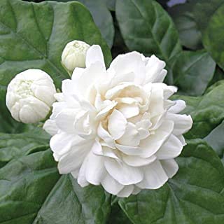 PlantaZee StarLink Jasmine/Gundu Malli 5 Layer Live/Indoor/Outdoor Plant with Pot (B08VSBF27V) Amazon Price History, Amazon Price Tracker