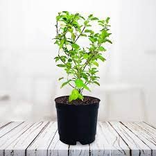 PlantaZee Tulsi Plant | Holy Basil with Assorted Pot for Indoor, Outdoor,Home Office,Pooja Plants (B0BR5G2DJT) Amazon Price History, Amazon Price Tracker