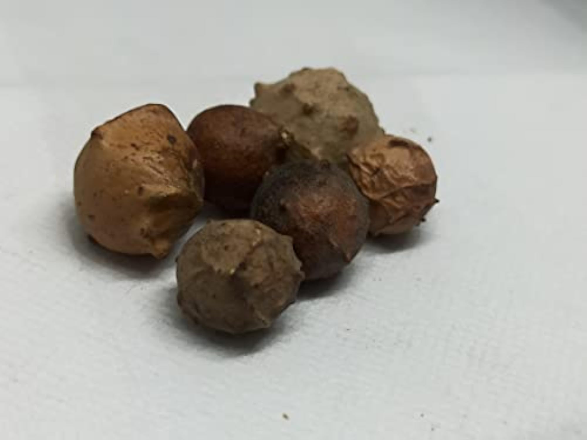 Holly Oak Gall 100 GM, Natural Health Supplement